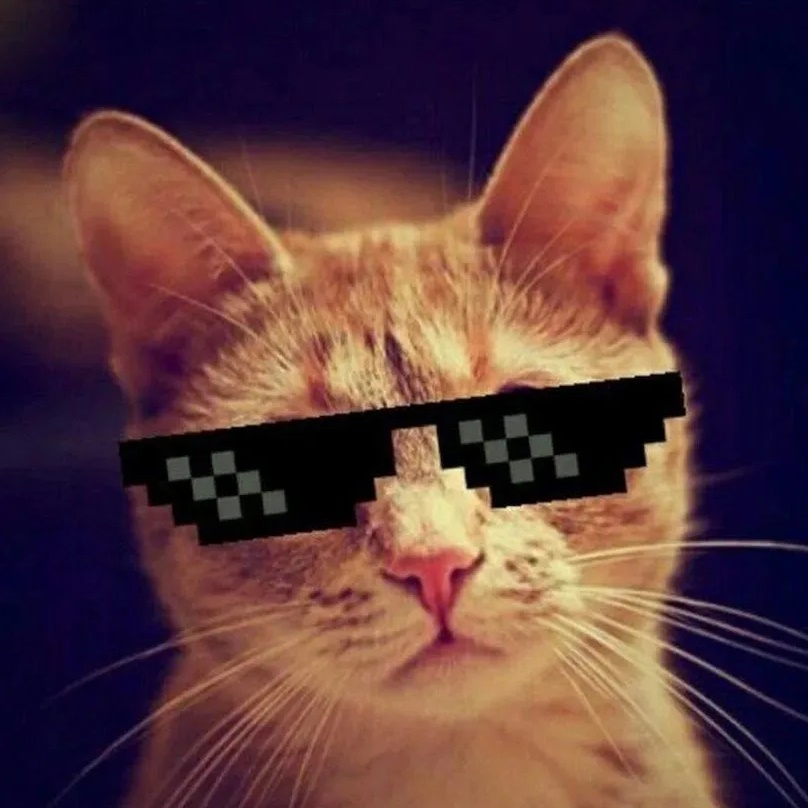 КОТИКИ